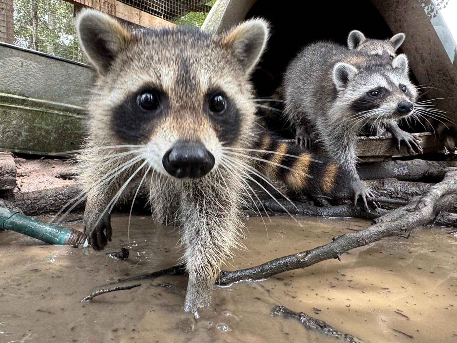 A raccoon kit digs through water and mud at Woodside Wildlife Rescue in Pass Christian, Miss. on Se...
