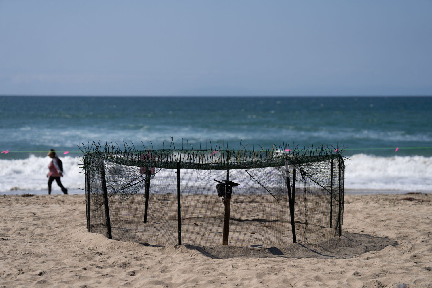 A protective fence surrounds a sea turtle nesting site on the beach in Huntington Beach, Calif., Tu...