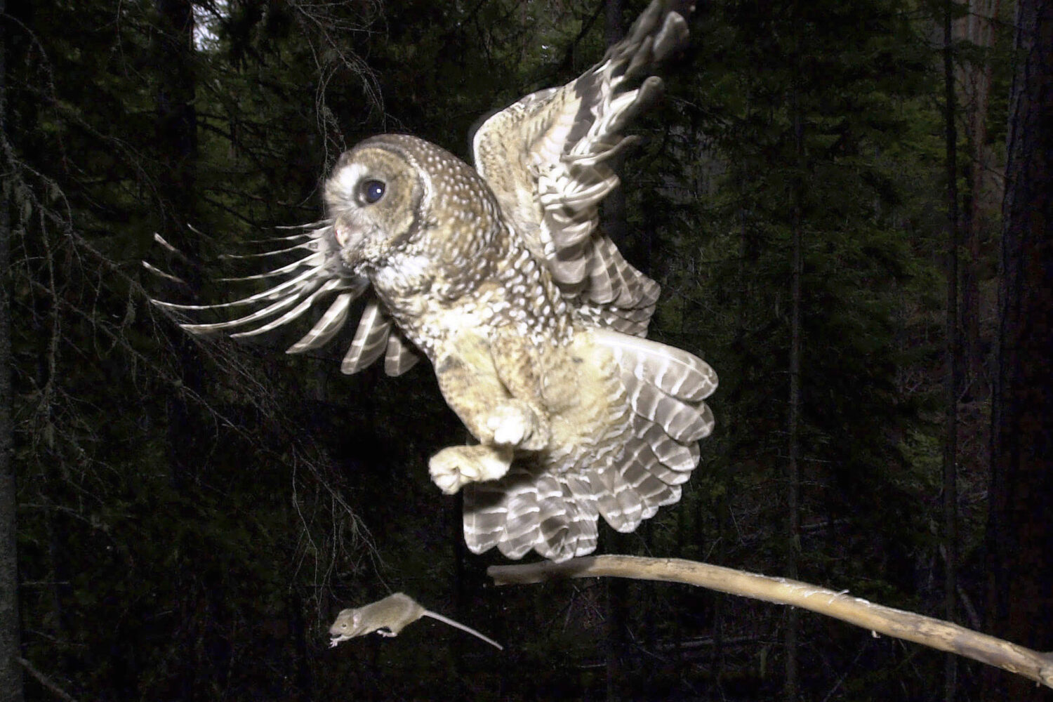 FILE - A northern spotted owl flies after a mouse jumping off the end of a stick in the Deschutes N...