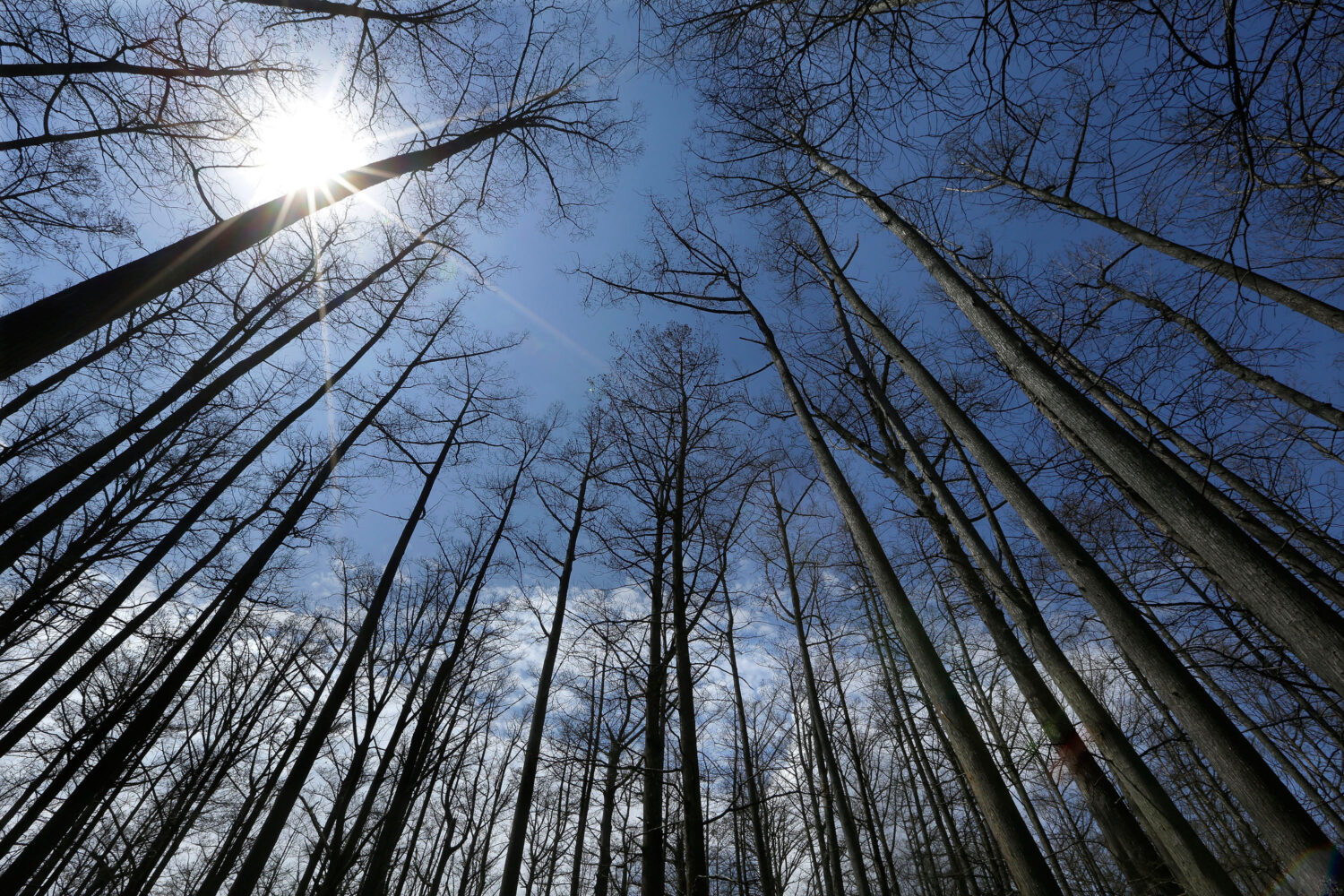 FILE - Cypress trees grow in Heron Pond in the Shawnee National Forest near Belknap, Ill., April 9,...