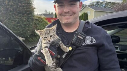 Cat dashboard rescue Thurston County...