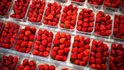 olympia berry stand community park...