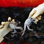 AG’s office secures guilty plea in illegal distribution of invasive mitten crabs in WA