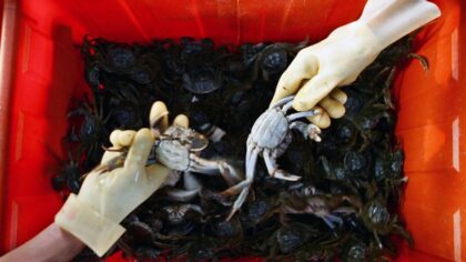mitten crabs wa guilty plea...
