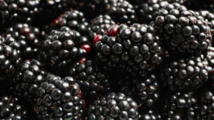 olympia berry stand close...