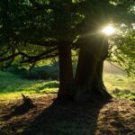 ‘Your property, your tree’: Gee, Ursula debate property rights after Lakewood saves 900-year-old oak tree from parking lot