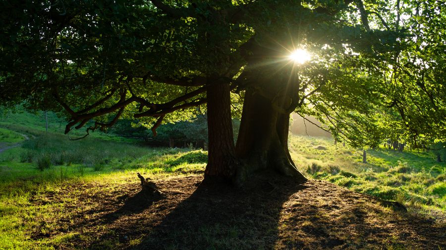 lakewood oak tree property...