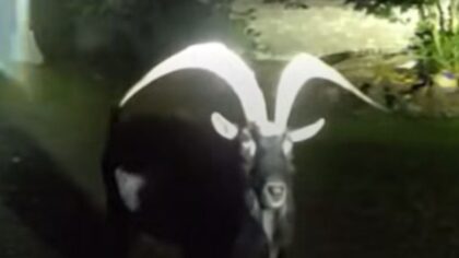 Snohomish County Goat...