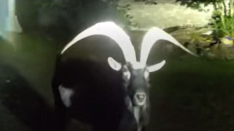 Snohomish County Goat...