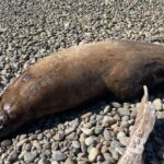 700-pound sea lion found dead in West Seattle, shot at least 12 times, SR3 says