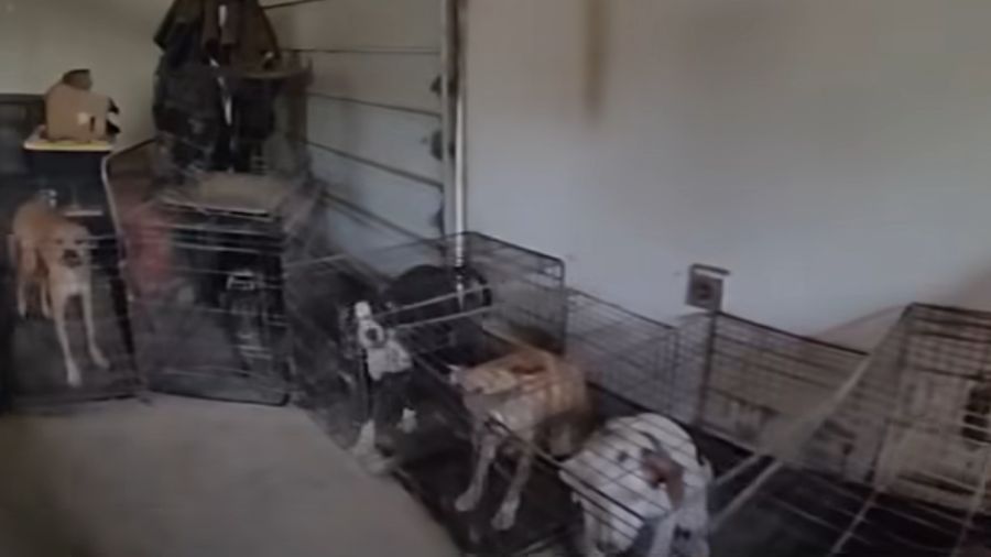 Unlicensed animal rescue Puyallup...