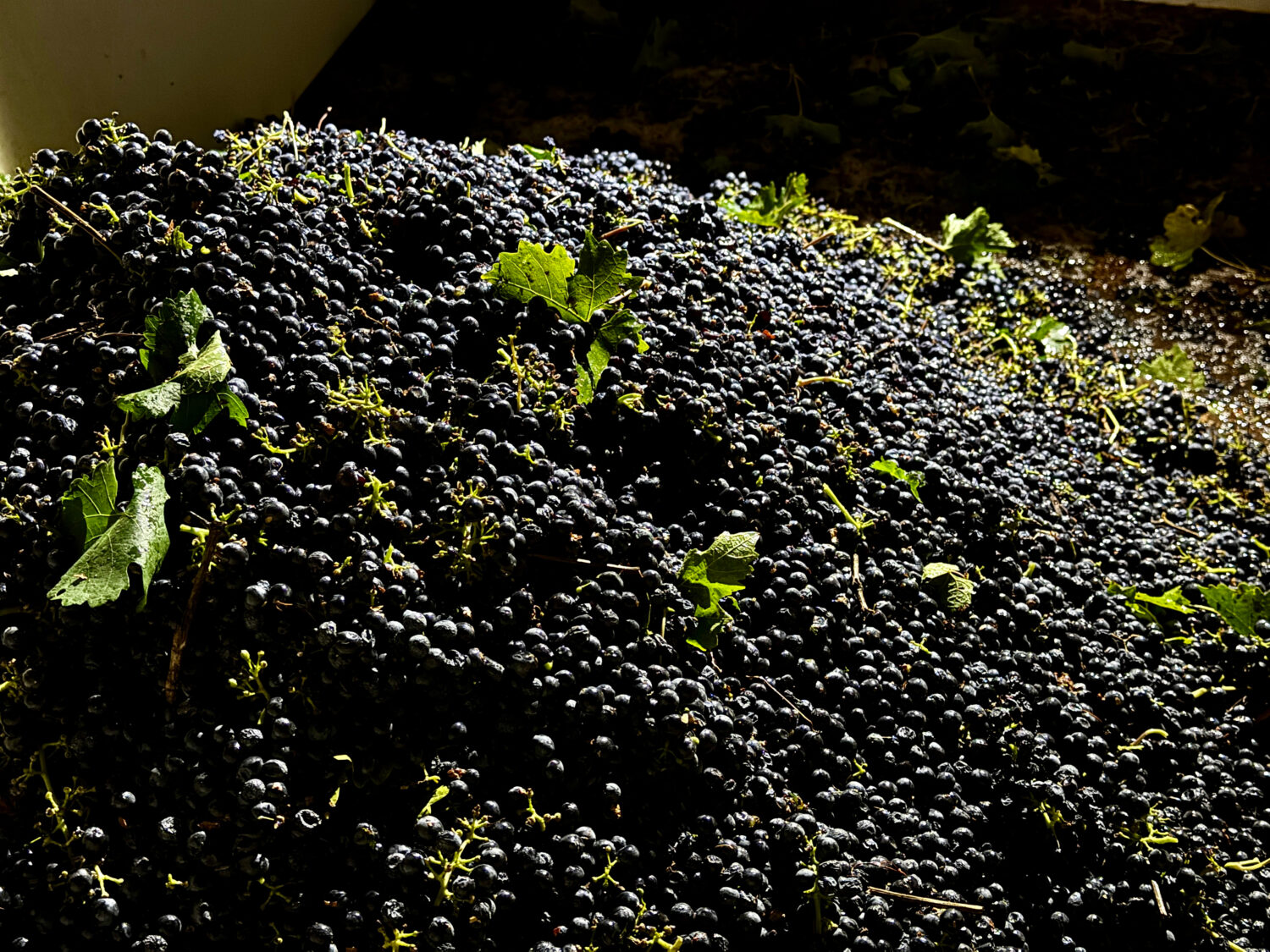 Freshly harvested grapes are piled in a storage container at Berryhill Family Vineyards in Clements...