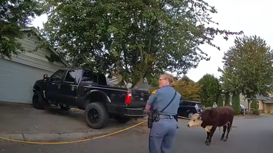 cows marysville...