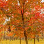 Dry weather this week offers perfect window for fall color viewing in Washington