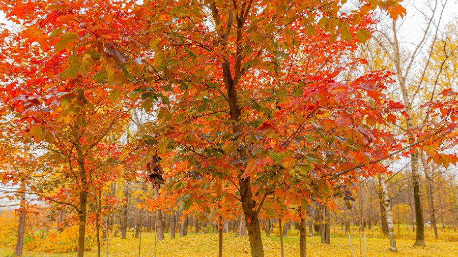 fall...