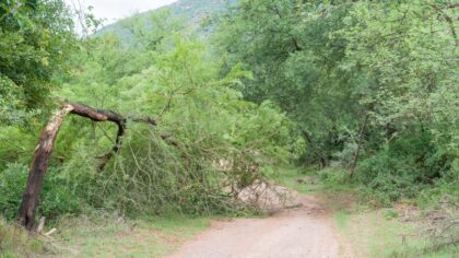 fallen tree...