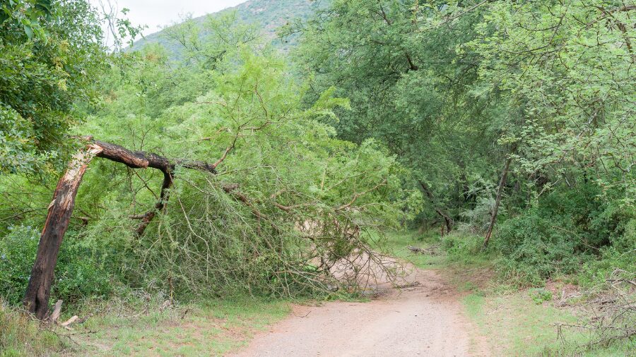 fallen tree...