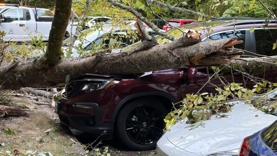 A huge tree fell in the parking lot of Burien's Seahurst Park, crushing six vehicles....