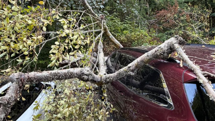 This Honda Pilot had the most severe damage, when the trunk of the tree landed directly on its hood.
