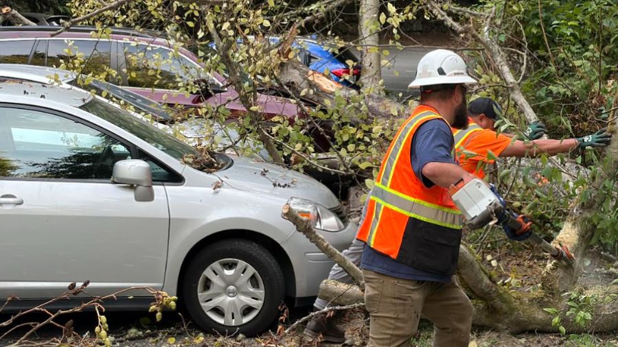 Park employees at Seahurt Park use chainsaws to remove a fallen tree from cars Monday.