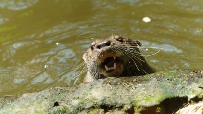 otter...