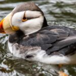 Officials expand testing at Point Defiance Zoo following puffin deaths