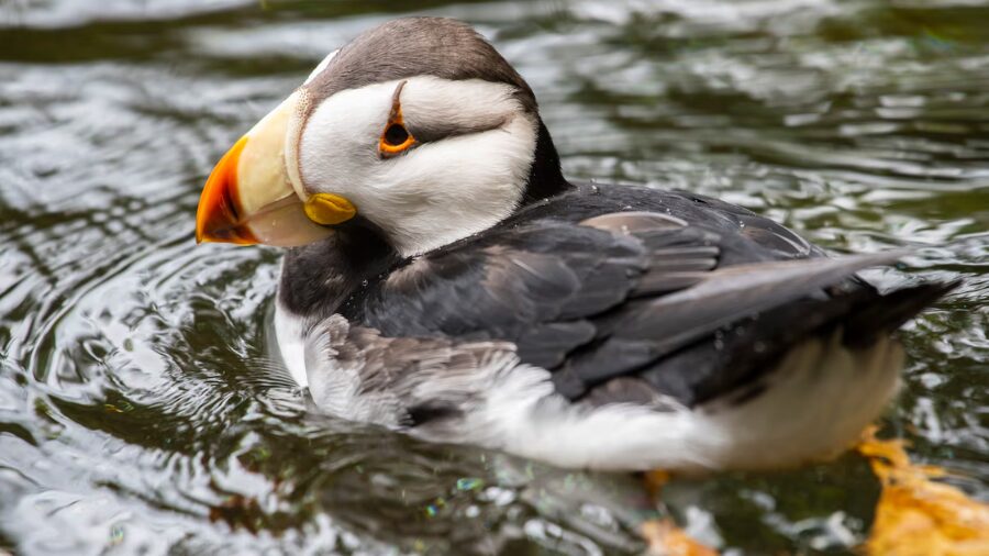 puffin...