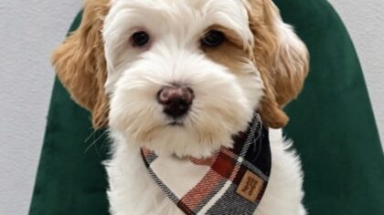 Stolen puppy Sherbert reunited with owner after weeklong investigation