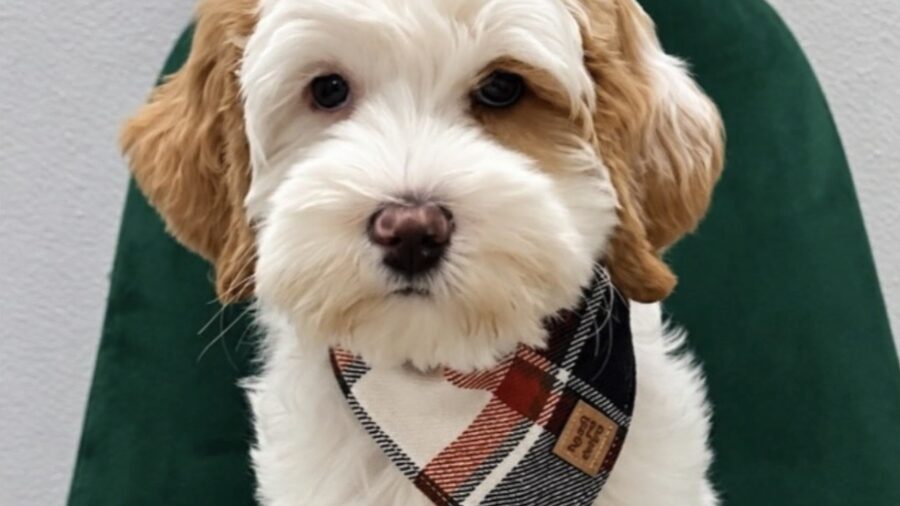 stolen puppy...