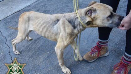 animal cruelty whatcom county...