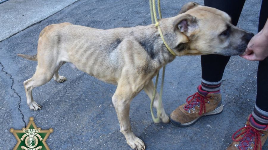animal cruelty whatcom county...