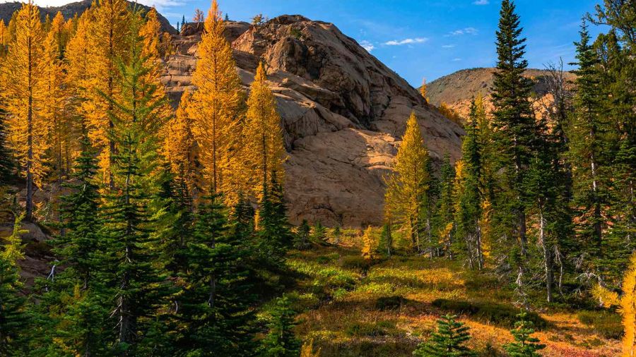 larch madness parking leaves changing...