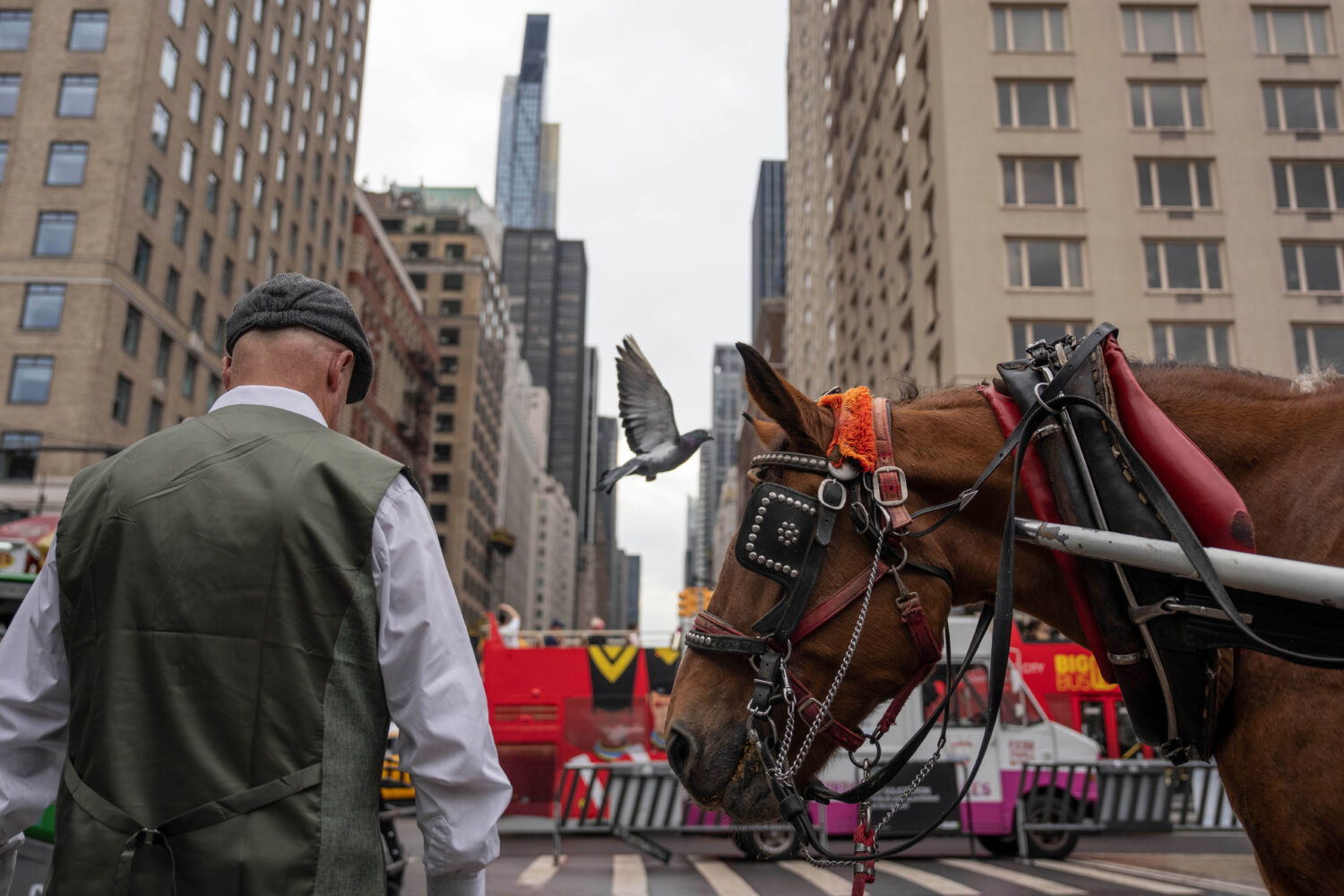 A carriage horse stands at an entrance to Central Park, Wednesday, Oct. 14, 2026, in New York. (AP ...