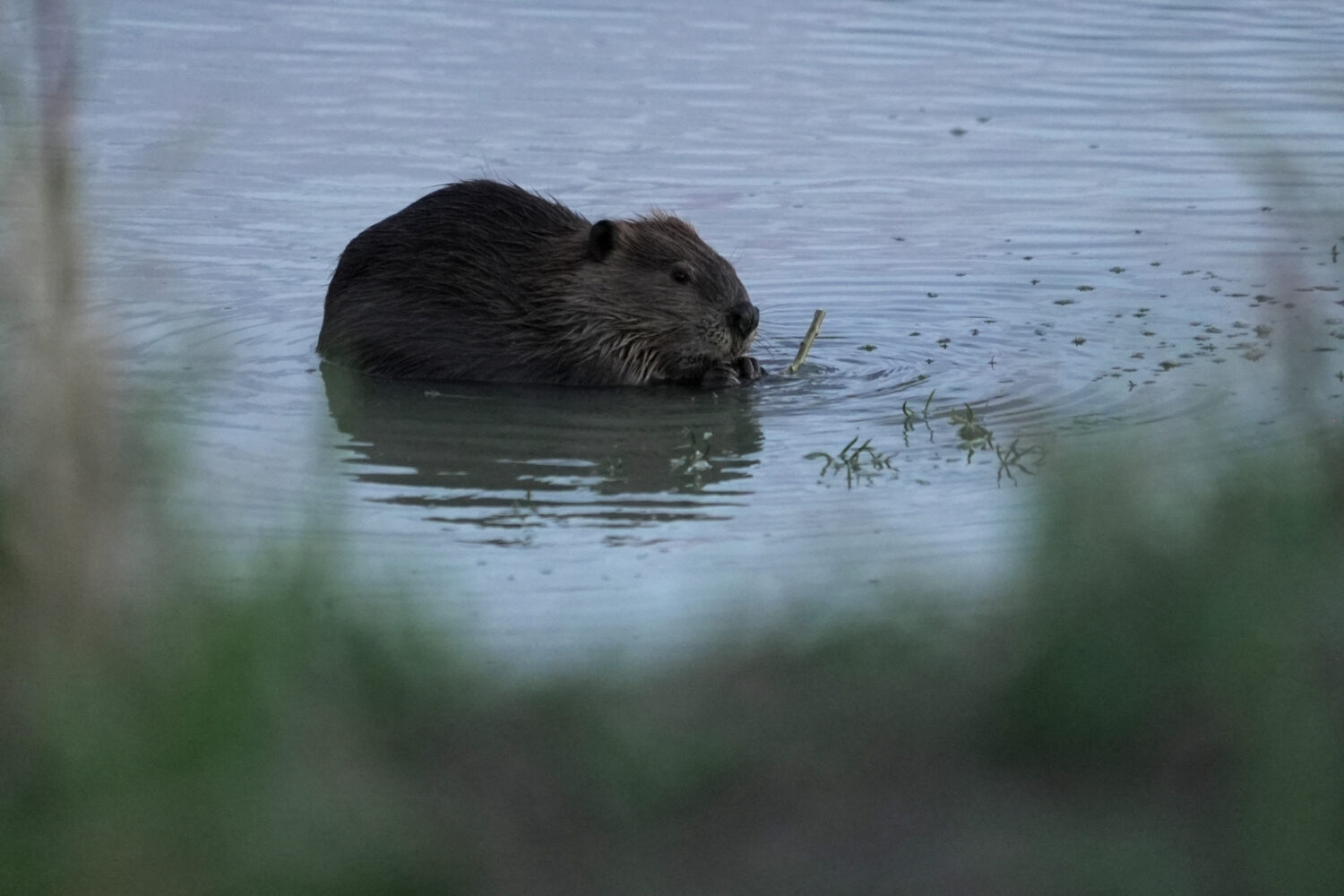 A beaver sits in the Green River, Thursday, Aug. 20, 2026, near Green River, Wyo. (AP Photo/Brittan...