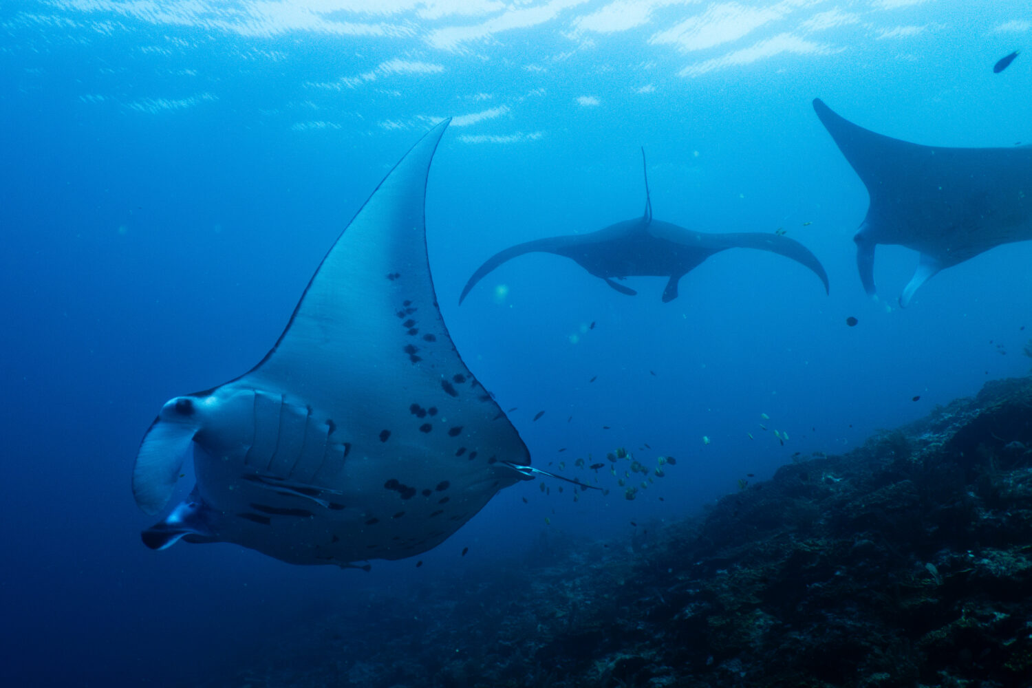 FILE - Oceanic manta rays swim at the Manta Ridge dive site in Raja Ampat, Indonesia, March 7, 2026...