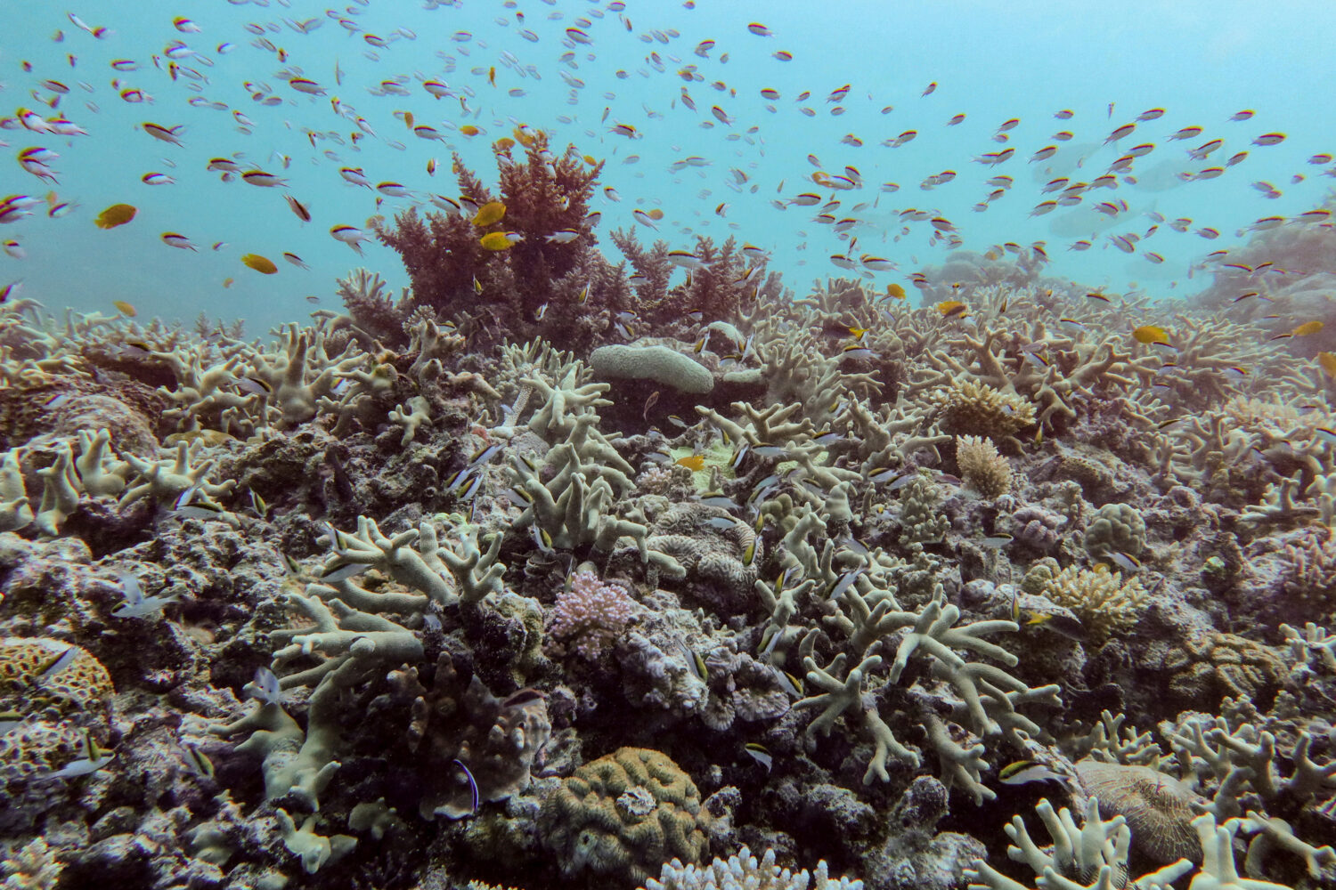 FILE - A diverse coral assemblage is seen after a 2024 bleaching event at Pompey Reef in the northe...