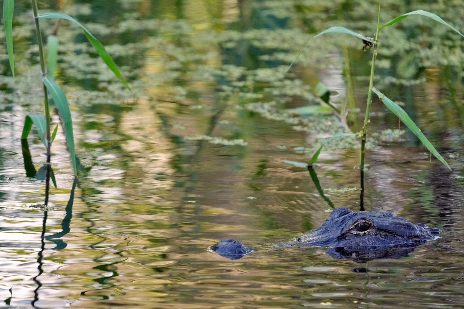 FILE - An alligator peers from the water's surface at the Circle B Bar Reserve, Tuesday, Oct. 21, 2...