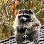 Jimothy 1