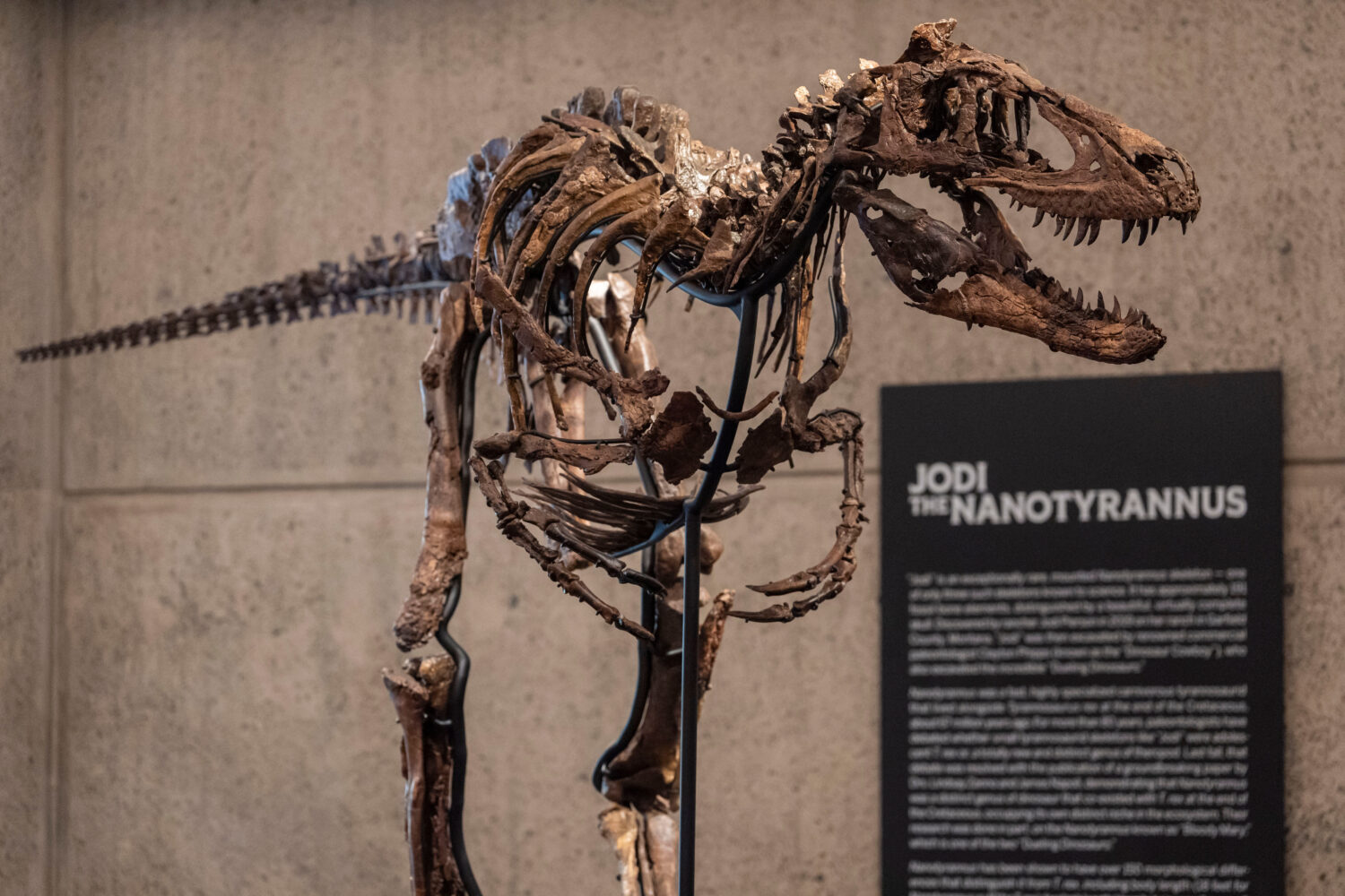 Jodi, a mounted Nanotyrannus skeleton, of the Cretaceous Period, approximately 67 million years ago...