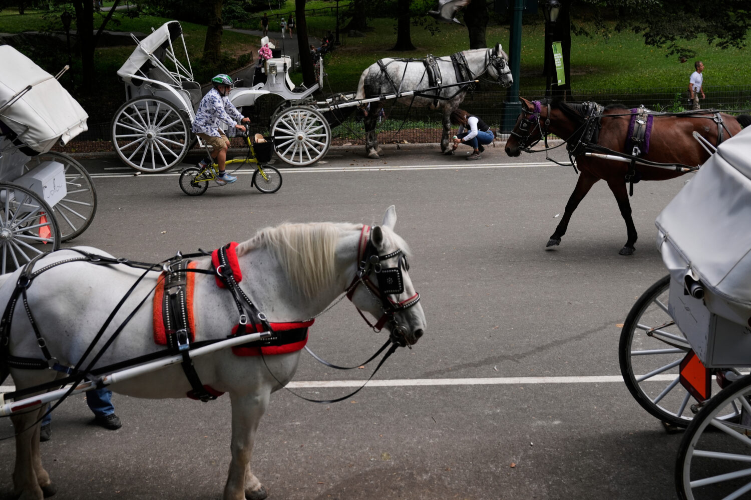FILE - Horse dawn carriages gather at an entrance to Central Park in New York on Aug. 19, 2025. (AP...