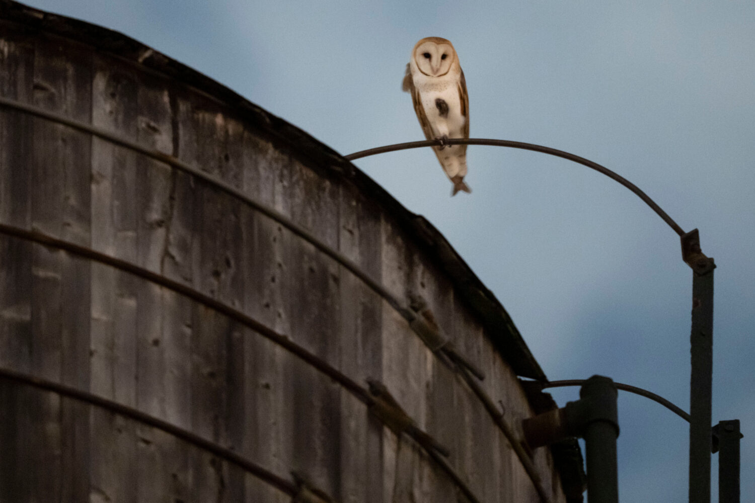 An American Barn Owl sits perched on a water tower on the Upper West Side neighborhood, Wednesday, ...