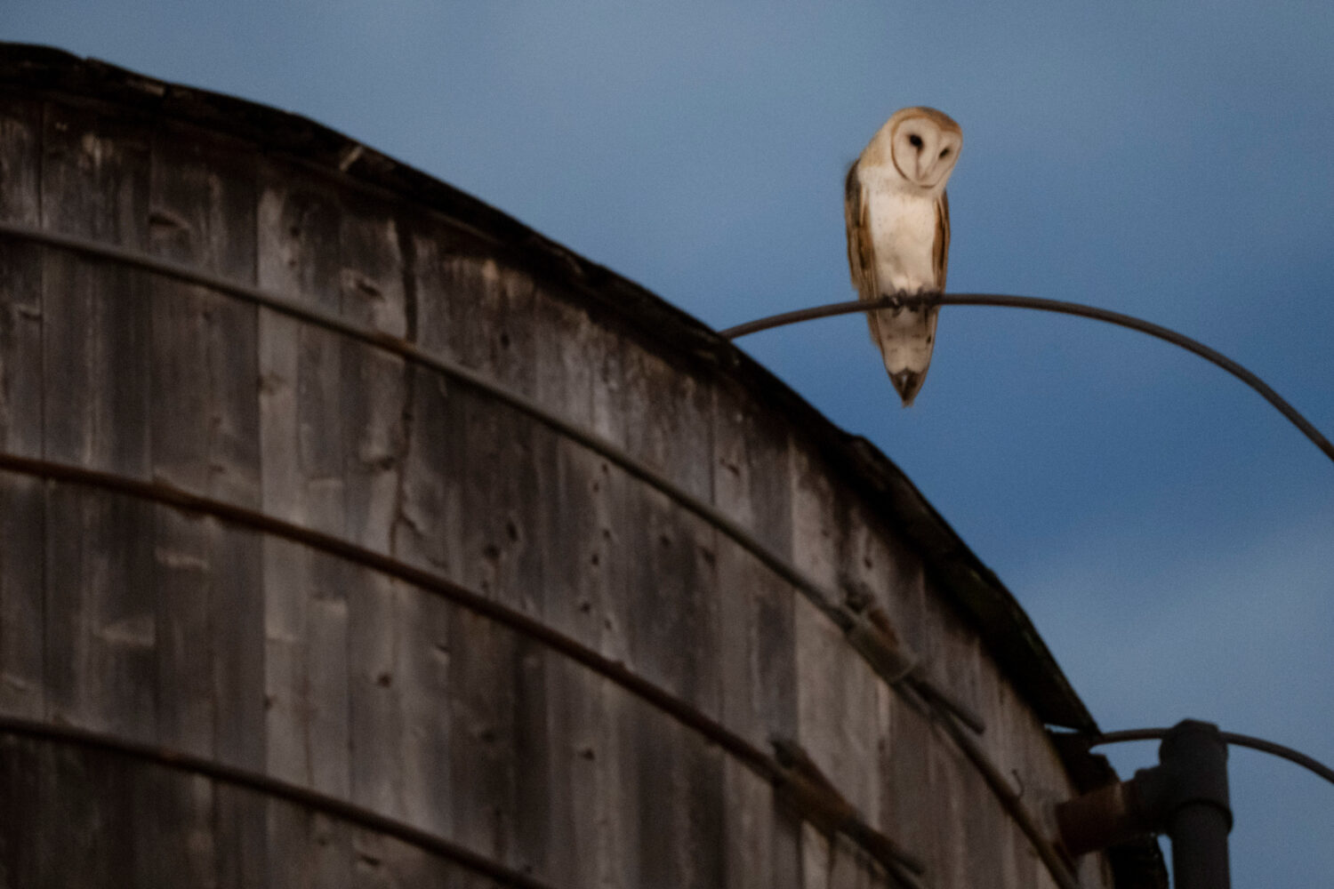 An American Barn Owl sits perched on a water tower on the Upper West Side neighborhood, Wednesday, ...