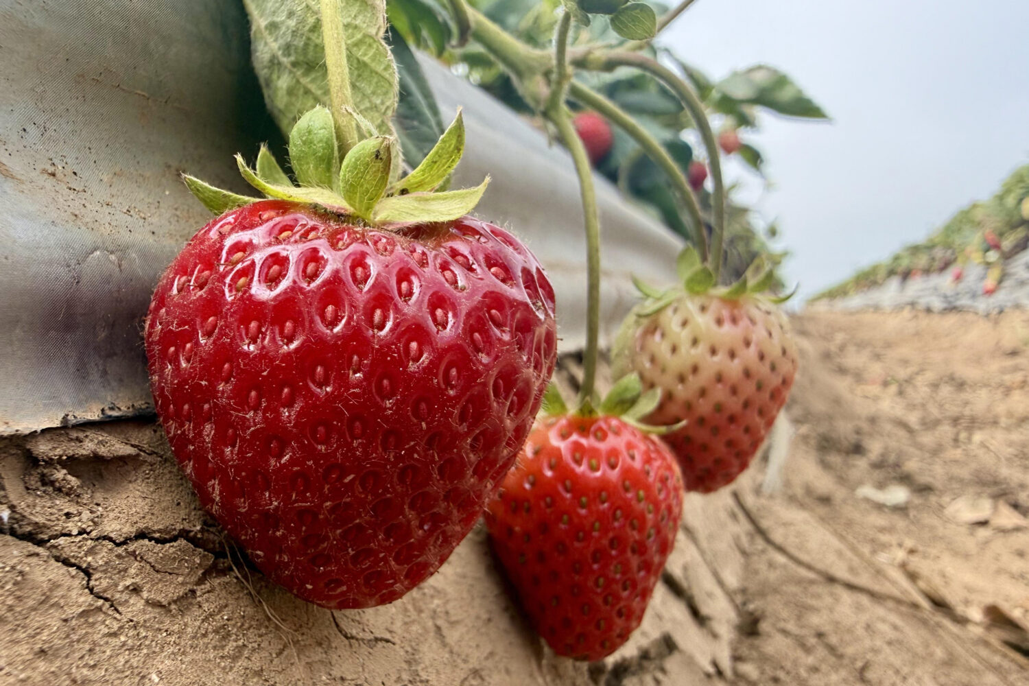 This photo taken with a smartphone shows strawberries grown using a steam-powered farming machine i...