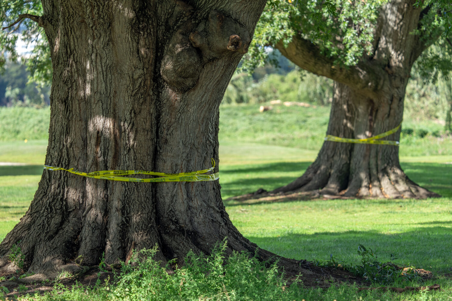 The trunks of large trees are wrapped in caution tape at the East Potomac Golf Links, Monday, Oct. ...