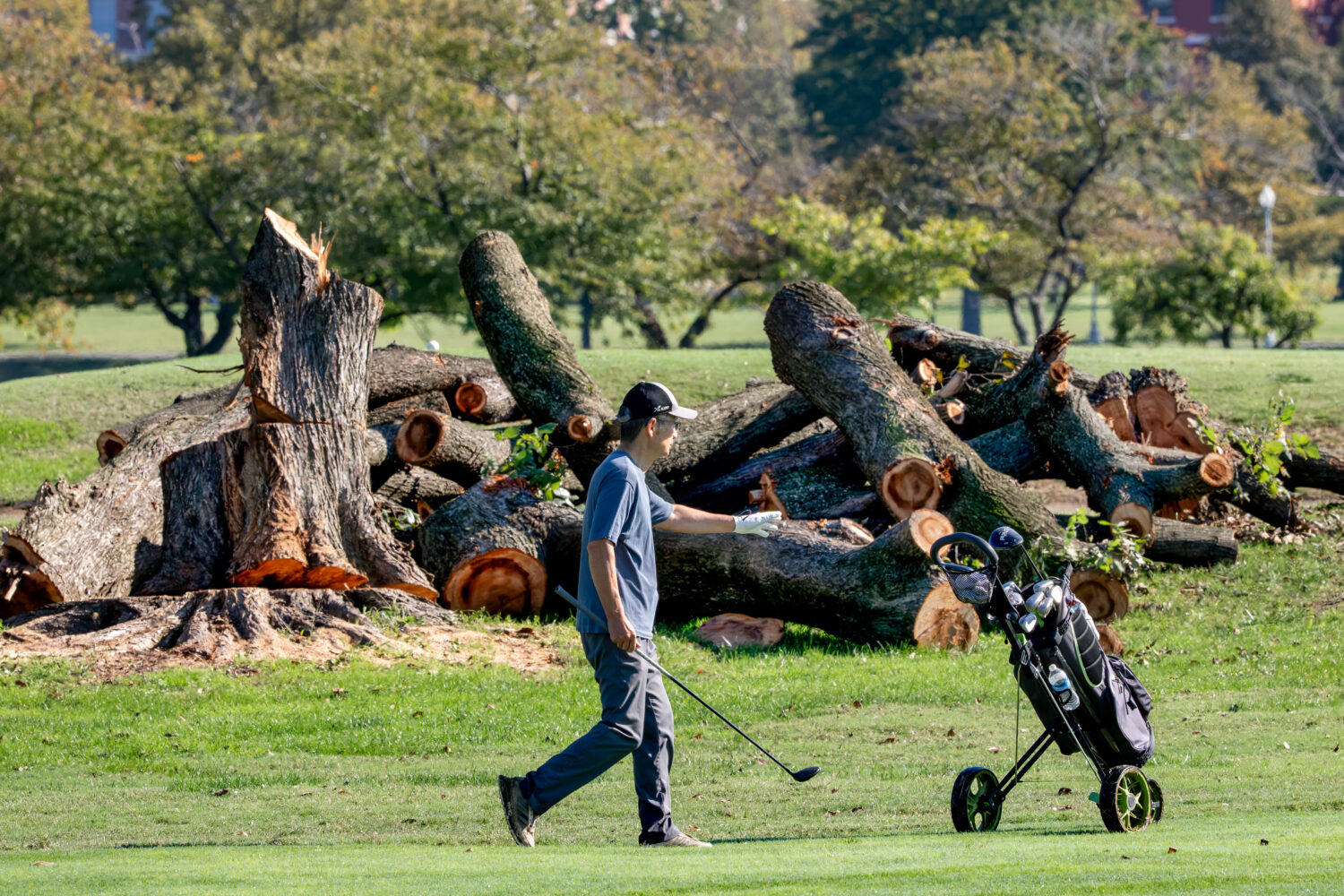 A golfer walks near log sections cut from trees at the East Potomac Golf Links, in Washington, Tues...
