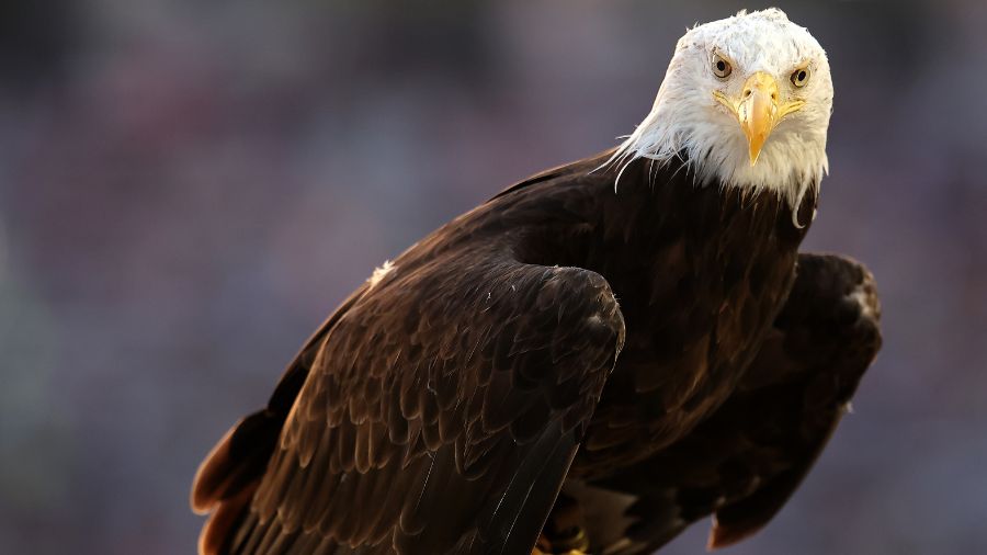 A photo of a bald eagle. (Photo: Jonathan Bachman, Getty Images)...