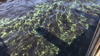 thurston toxic algae...