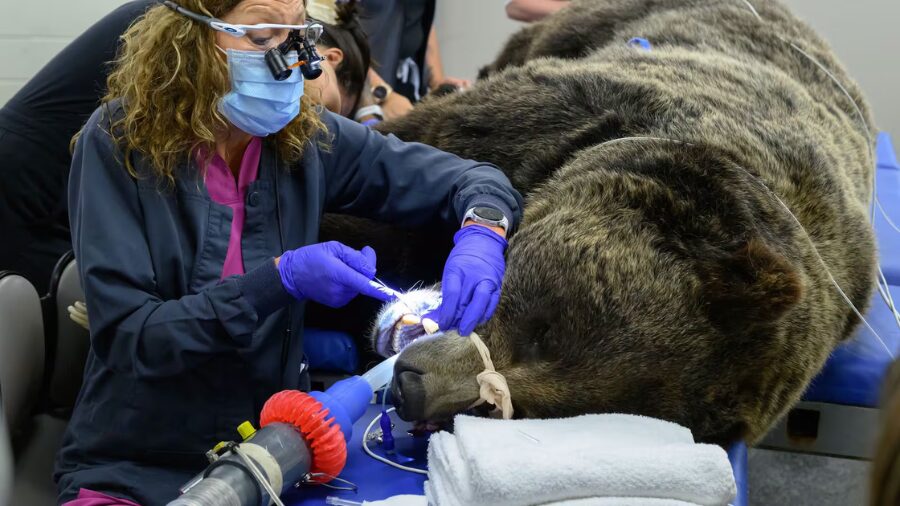 WSU vets perform root canal on grizzly bear...