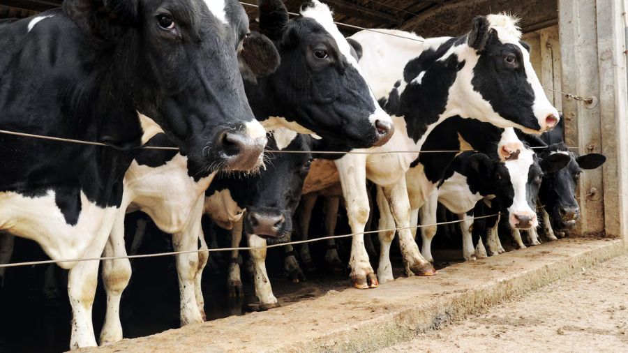 Washington dairy herd quarantined after bird flu detection...