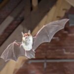 Crews narrow search for bats’ entry point after 8 found at Puyallup school